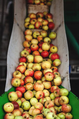 Äpfel laufen über ein Förderband in eine Presse um Saft auszupressen