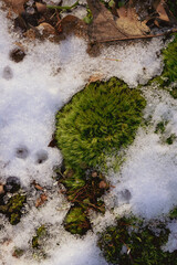 Forest Moss