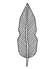 monochrome leaf plant