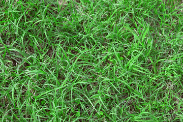 green grassland.Texture. Meadow grass background. Stems and leaves of soft green lawn grass...Drought tolerant lawn grass.