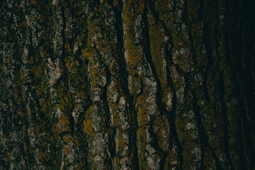 Bark Up Close