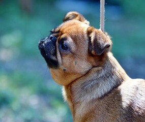 Dog pug - breed of decorative dogs in the summer 