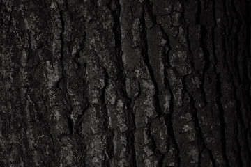 Bark of a Tree in Black and White