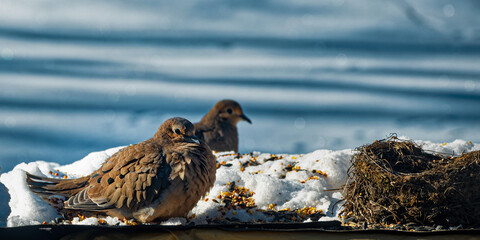 A pair of mourning doves stops for some seed at our feeder in Windsor in Upstate NY.  A dove fluffs up it's breast feathers to trap air to keep it warm on this cold winter day.