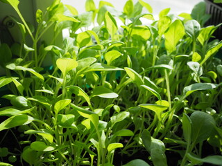 Young flower seedlings at home on the windowsill. Agricultural seedlings. The spring planting vegetables. Seedlings in a plastic tray. Selective focus. Copy space