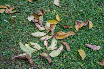 Colorful foliage on a meadow close-up in autumn