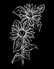 Sunflower flowers are white on a black background