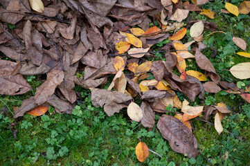 Colorful foliage on a meadow close-up in autumn