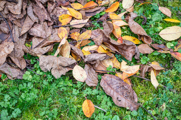 Colorful foliage on a meadow close-up in autumn