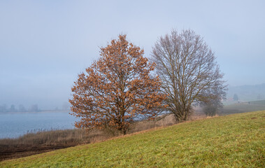 Fototapeta na wymiar Scenery view onto trees and lake, hidden in fog behind the trees