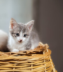 Fototapeta na wymiar A cute little kitten poses at the wicker basket in studio. Studio shooting of animals.