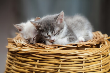 Fototapeta na wymiar Two cute little kittens are sleeping on a wicker basket. Studio shooting of animals.