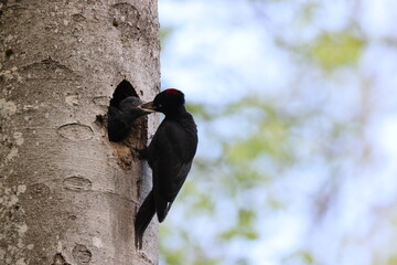 Black Woodpecker ( Dryocopus martius ) feeding young nestling Germany
