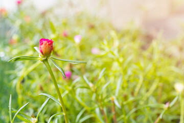 close up Portulaca oleracea red flower