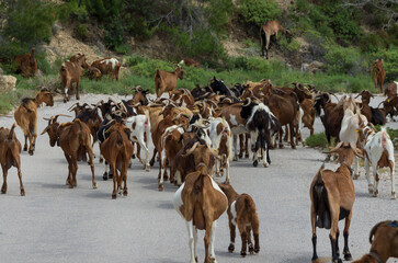 Large herd of goats moving forward blocked a highway in a mountainous area (Rhodes, Greece)
