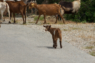 One little goat turned around behind the herd on the road (Rhodes, Greece)