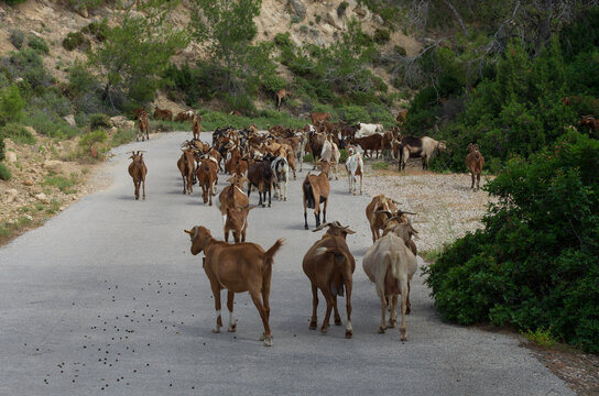 Large herd of goats walks along an asphalt road and leaves behind goat feces (Rhodes, Greece)