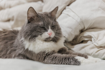 Fluffy cat lying on sofa
