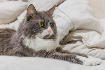 Fluffy cat lying on sofa