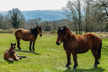 FAMILY OF HORSES IN ALAVA, BASQUE COUNTRY, SPAIN.
