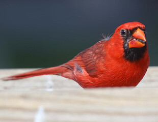 Northern Cardinal