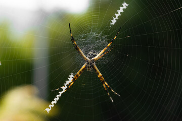 Yellow with black scary spider landing on its web