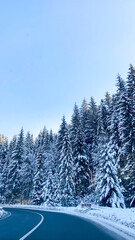 Obraz premium road in winter forest
