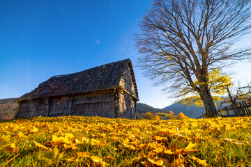 Abandoned wooden house surrounded by bare trees in highland