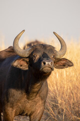 African Buffalo, South Africa