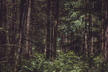 Trees at the forest on Somerset area, UK. Green season. Lonely wildlife. Hanging tree moss.