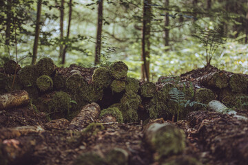 Trees at the forest on Somerset area, UK. Green season. Lonely wildlife. Hanging tree moss.
