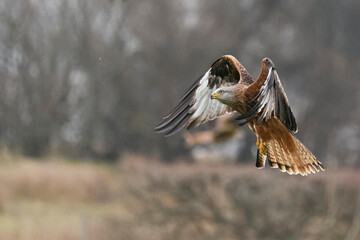 Red Kite (Milvus milvus) flying low to pick up food at Gigrin Farm in Wales, United Kingdom.