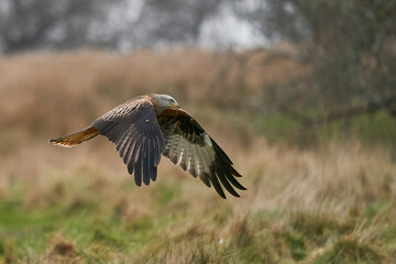Red Kite (Milvus milvus) flying low to pick up food at Gigrin Farm in Wales, United Kingdom.