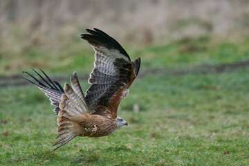 Red Kite (Milvus milvus) flying low to pick up food at Gigrin Farm in Wales, United Kingdom.