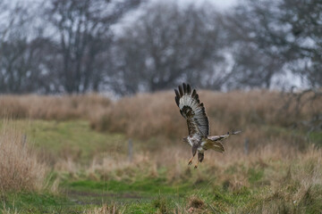 Buzzard (Buteo Buteo) at Gigrin Farm in Wales, United Kingdom.