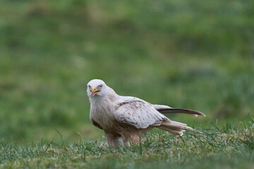 Rare white or leucistic Red Kite (Milvus milvus) standing in a grassy field in Wales, United Kingdom.