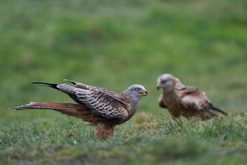 Red Kite (Milvus milvus) standing in a grassy field in Wales, United Kingdom.