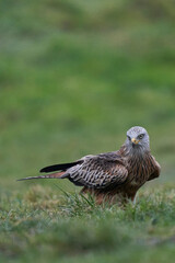 Red Kite (Milvus milvus) standing in a grassy field in Wales, United Kingdom.