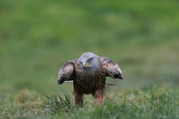 Red Kite (Milvus milvus) standing in a grassy field in Wales, United Kingdom.
