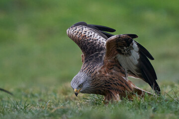 Red Kite (Milvus milvus) standing in a grassy field in Wales, United Kingdom.
