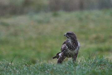 Buzzard (Buteo Buteo) at Gigrin Farm in Wales, United Kingdom.