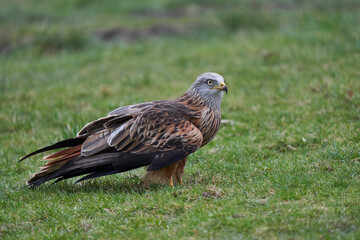 Red Kite (Milvus milvus) standing in a grassy field in Wales, United Kingdom.