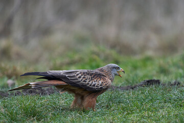 Red Kite (Milvus milvus) calling whilst standing in a grassy field in Wales, United Kingdom.
