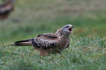 Red Kite (Milvus milvus) calling whilst standing in a grassy field in Wales, United Kingdom.