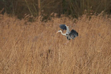 Grey Heron (Ardea cinerea) flying low over a reed bed whilst collecting nesting material at Ham Wall in Somerset, England, United Kingdom.