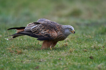 Red Kite (Milvus milvus) standing in a grassy field in Wales, United Kingdom.