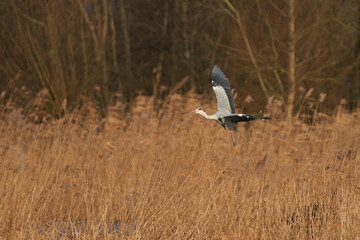 Grey Heron (Ardea cinerea) flying low over a reed bed whilst collecting nesting material at Ham Wall in Somerset, England, United Kingdom.