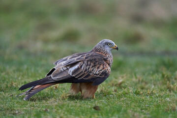 Red Kite (Milvus milvus) standing in a grassy field in Wales, United Kingdom.