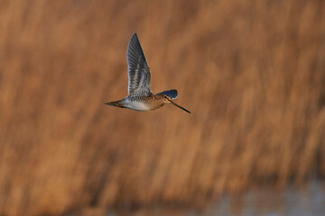 Snipe (Gallinago gallinago) flying past a reed bed during winter at Ham Wall on the Somerset Levels in the United Kingdom