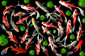 Koi FIsh colorful decorative fish on black background, view from above